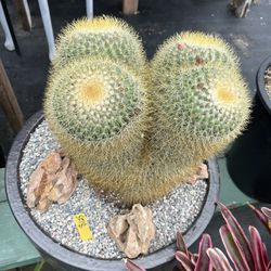 4 Heads Cactus In 16 “” Cerámic Pot $125 
