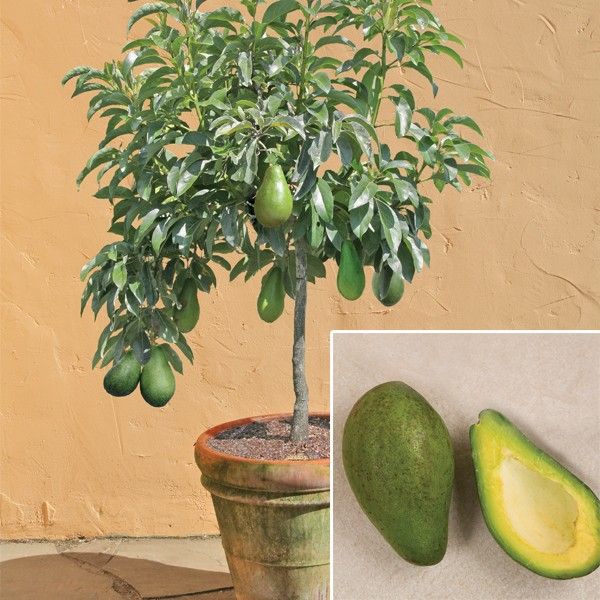 Avocados grafted tree in 3gal we also carry dwarf ...