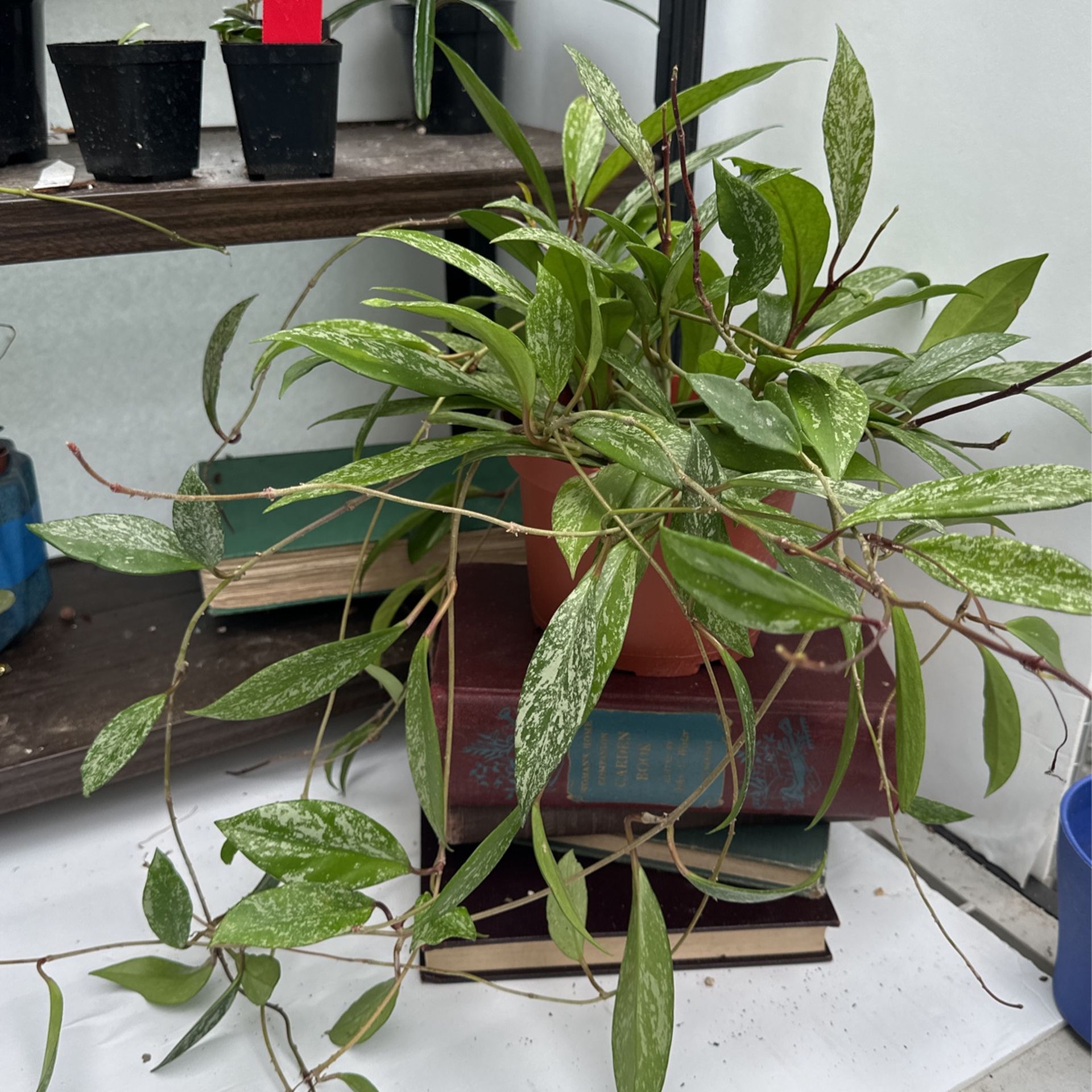 Hoya Pubicaylx Overflowing 6” Pot