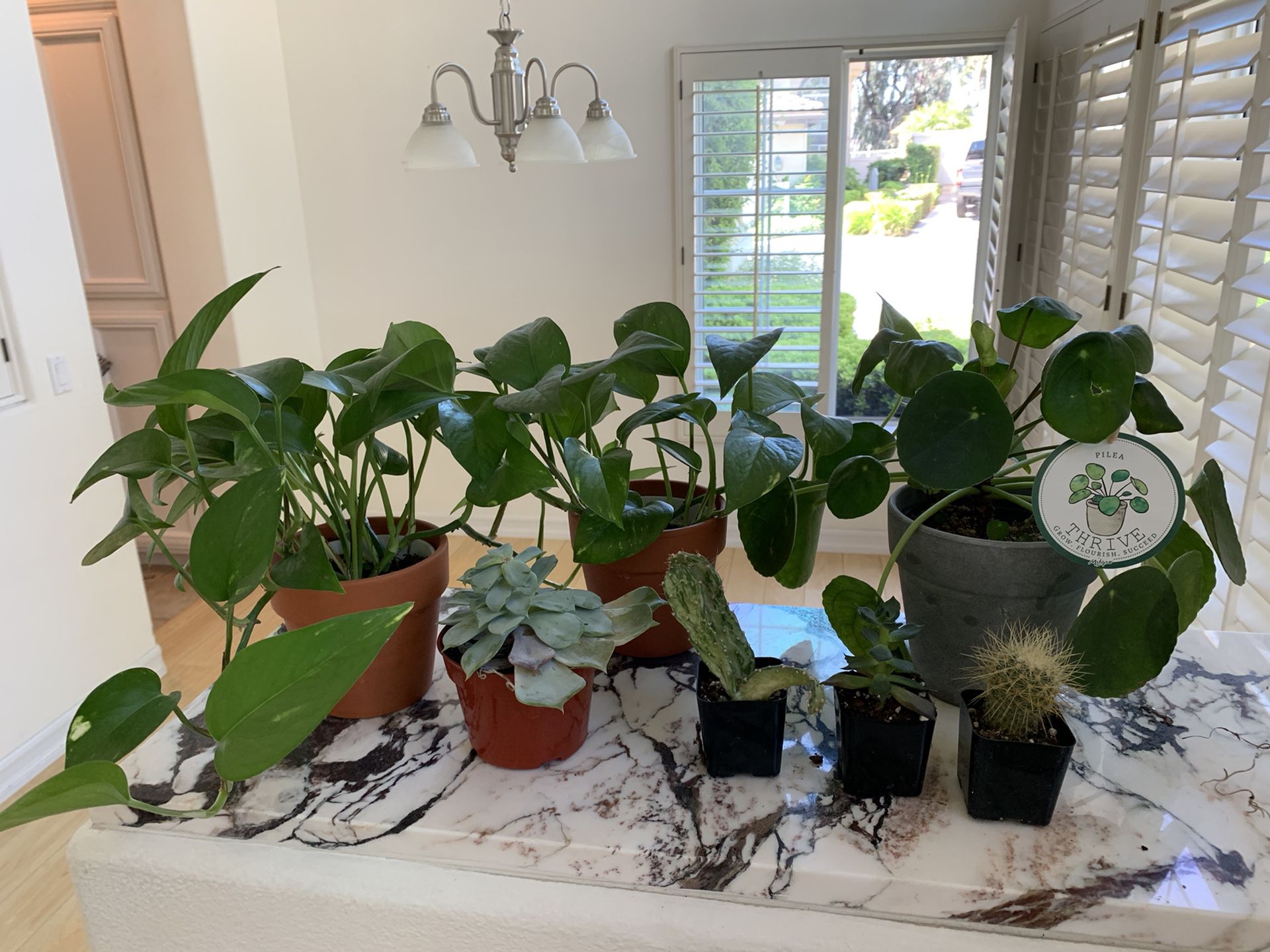 3 Plants & 4 cacti