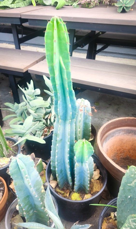 Peruvian Cactus 3' ft. Tall - Exotic Blue Green Color - "Cereus Peruvianus" 🌵