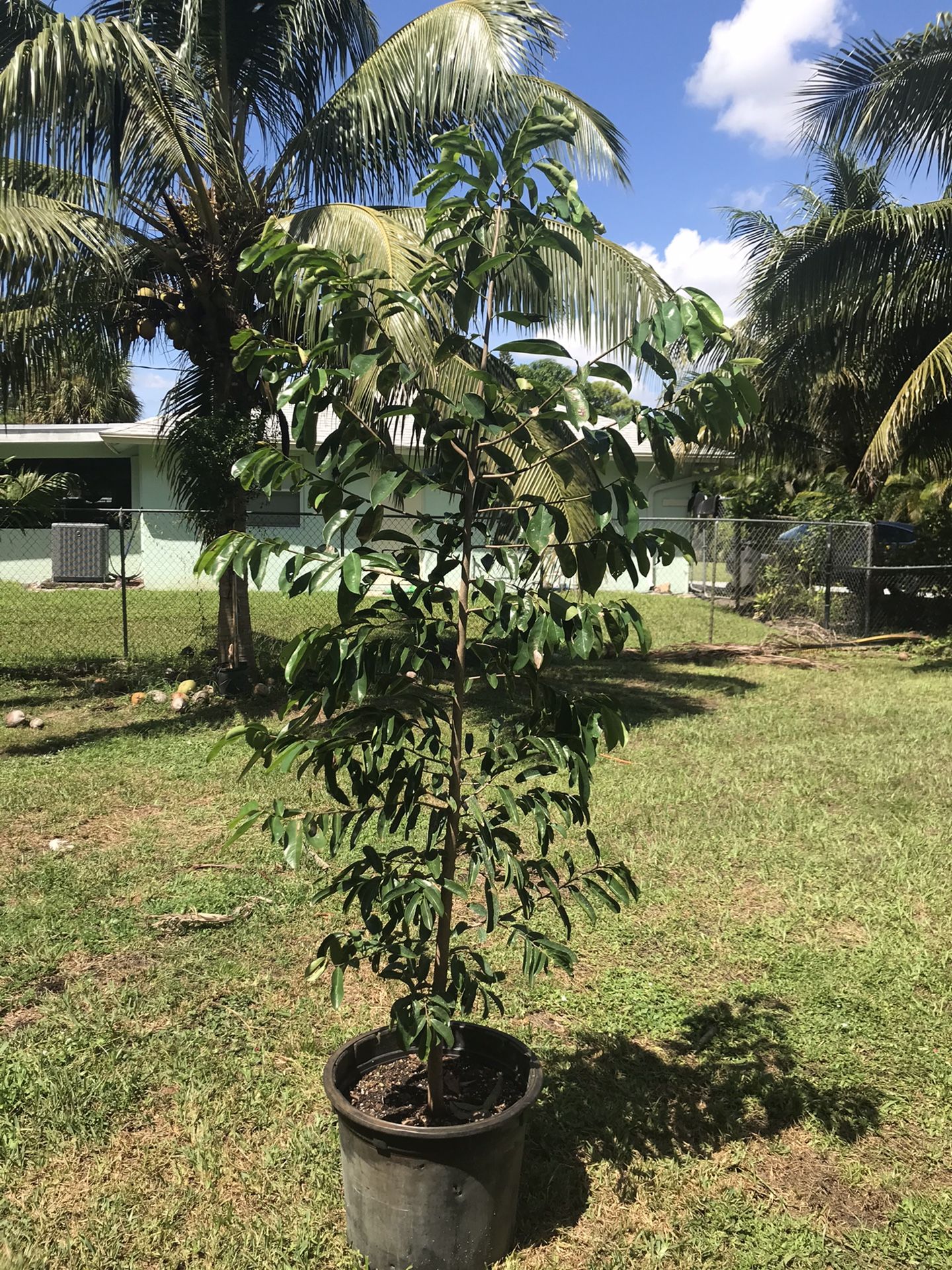 Soursop / Guanábana Tree