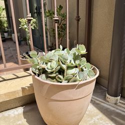 Large Pot of Rare Silver Jade