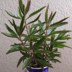Kalanchoe daigremontiana (Madre De Miles, Aranto, Etc.)