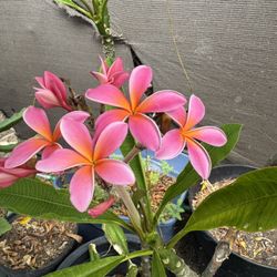 Plumeria Plant 