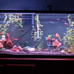 55 Gal Aquarium/Terrarium