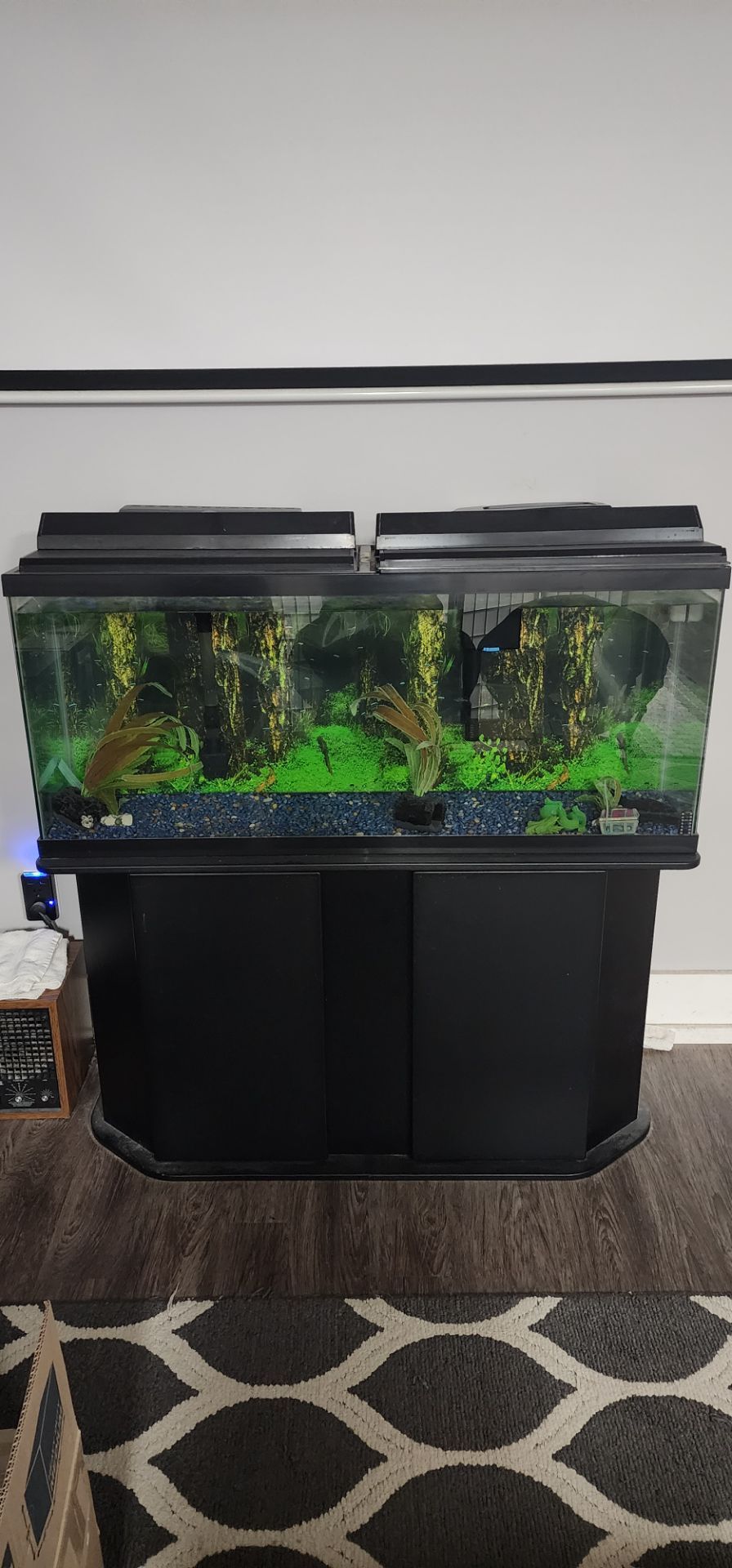 55 gallon fish tank with stand and large pleco