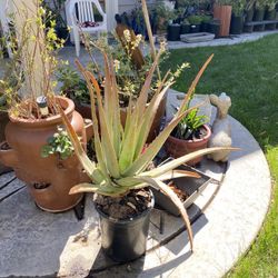 Alovera Plants 15 Gallons 