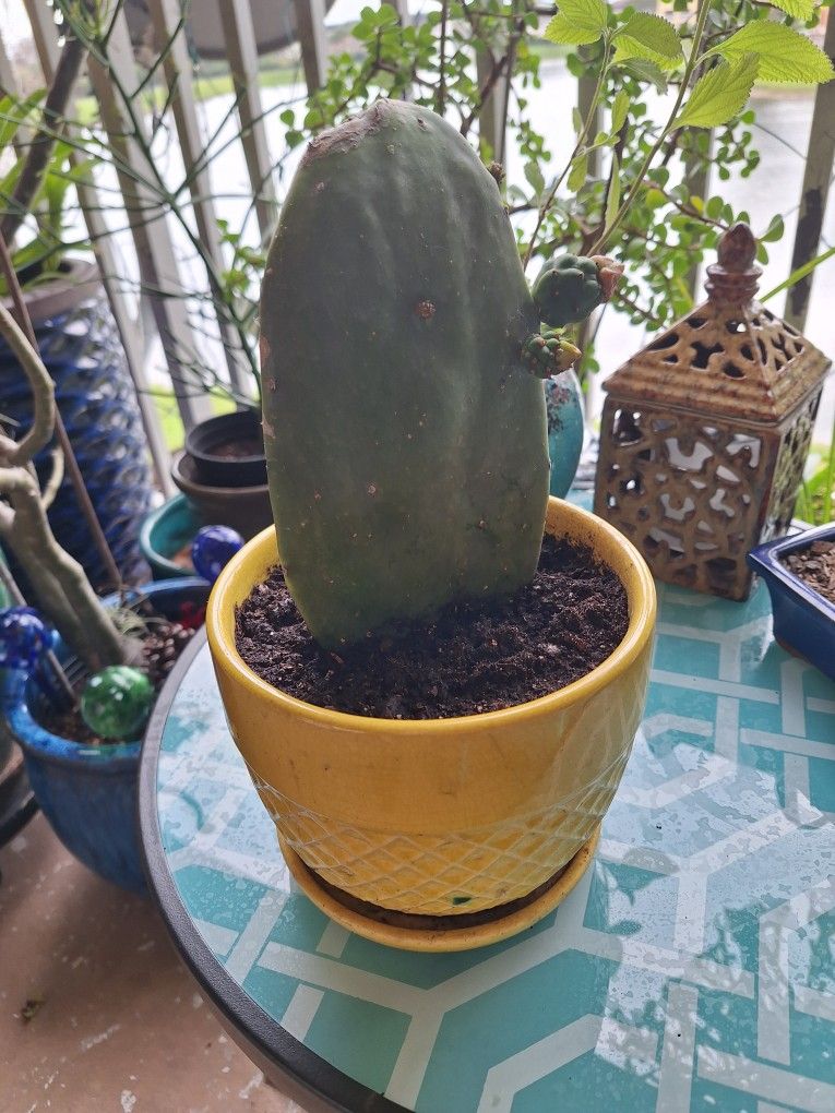 Flowering Cactus In Glazed Pot