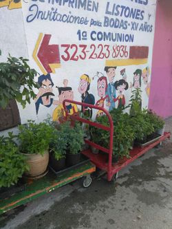 Plantas