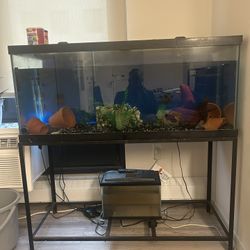 Fish Tank