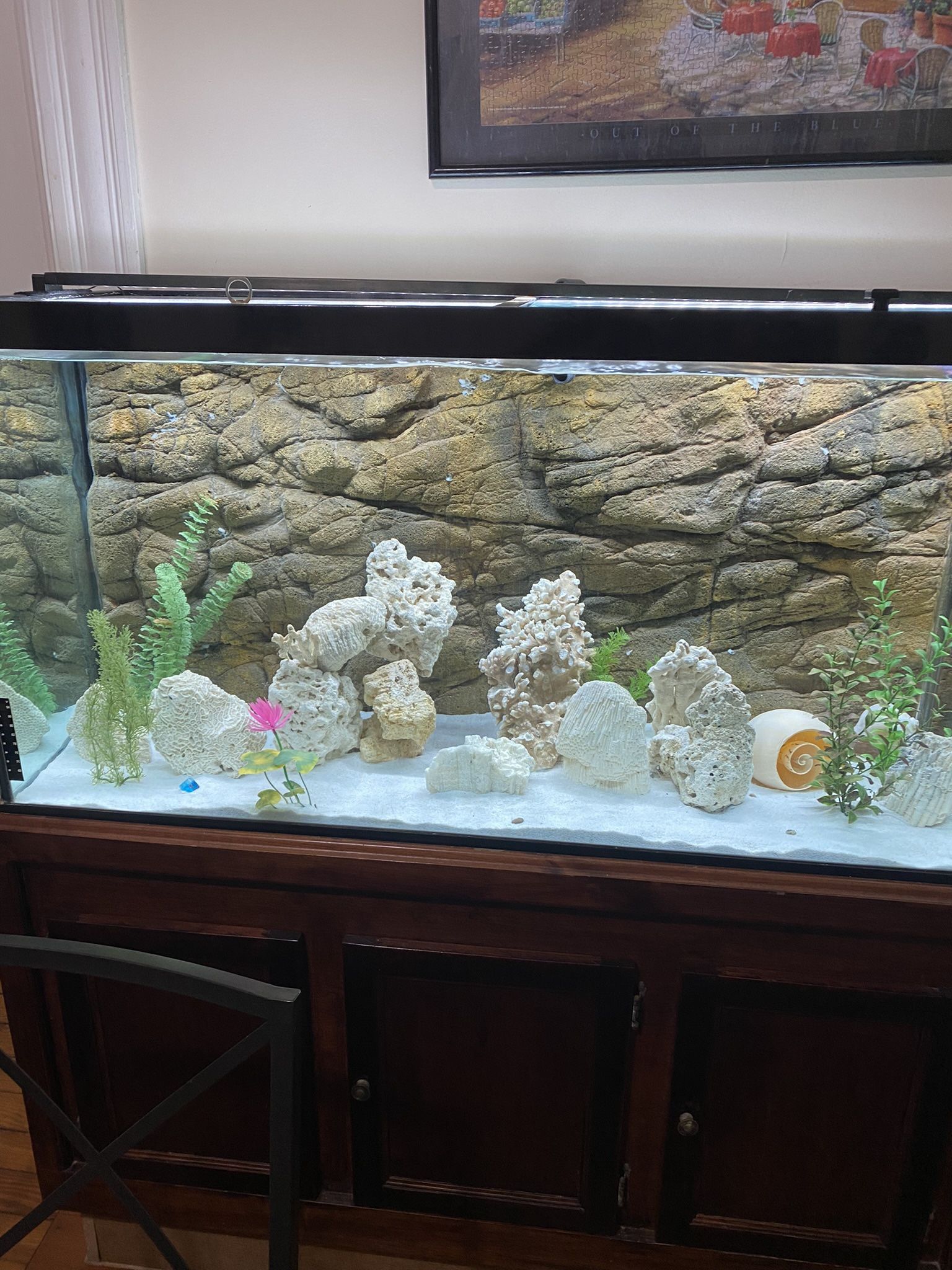 Fish Tank 90 Gallons with external Pump+all The Corals As You See On The Picture’s 