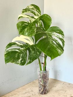 Monstera Albo