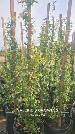 Start Jasmine