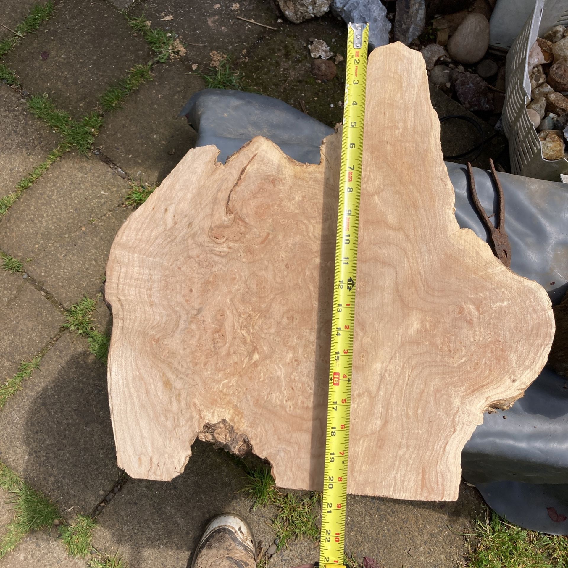 Birdseye Maple Burl Sanded five years dry