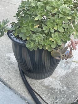 Aeonium succulent