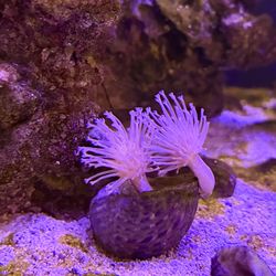 Reef Tank Decoration 