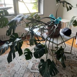 Large Monstera plant
