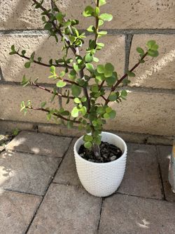 Assorted potted plants