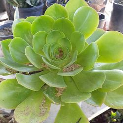 planta