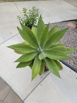 Giant Agave Plant