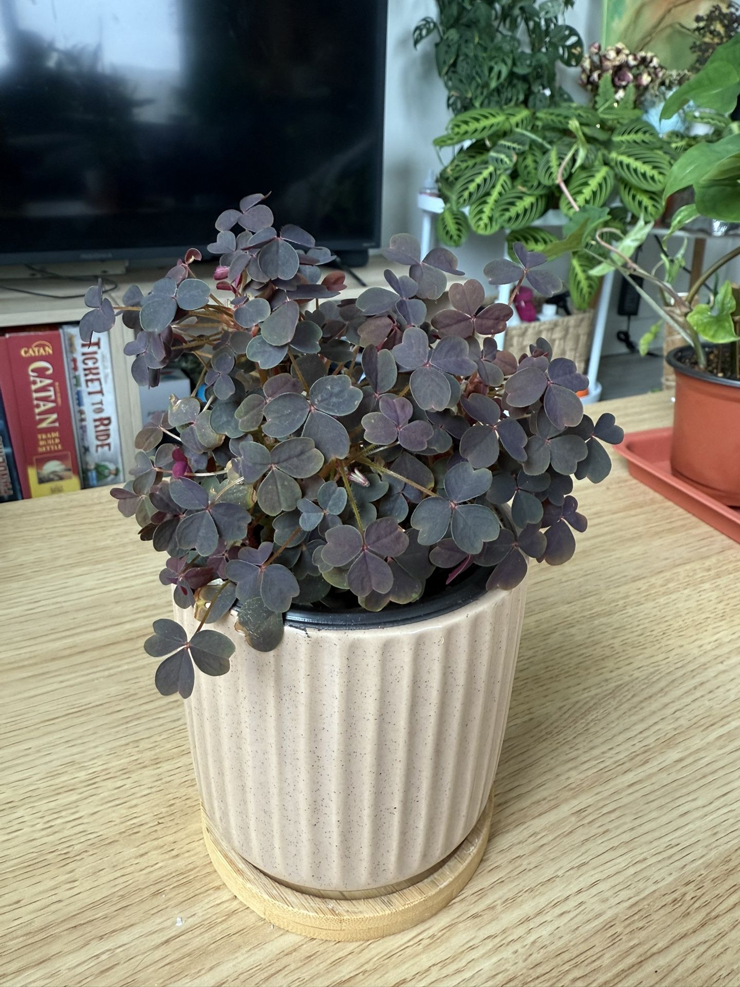 Oxalis 4inch 