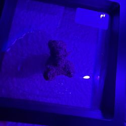 Teddy bear shaped tree