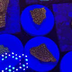 Aquarium Stuff 