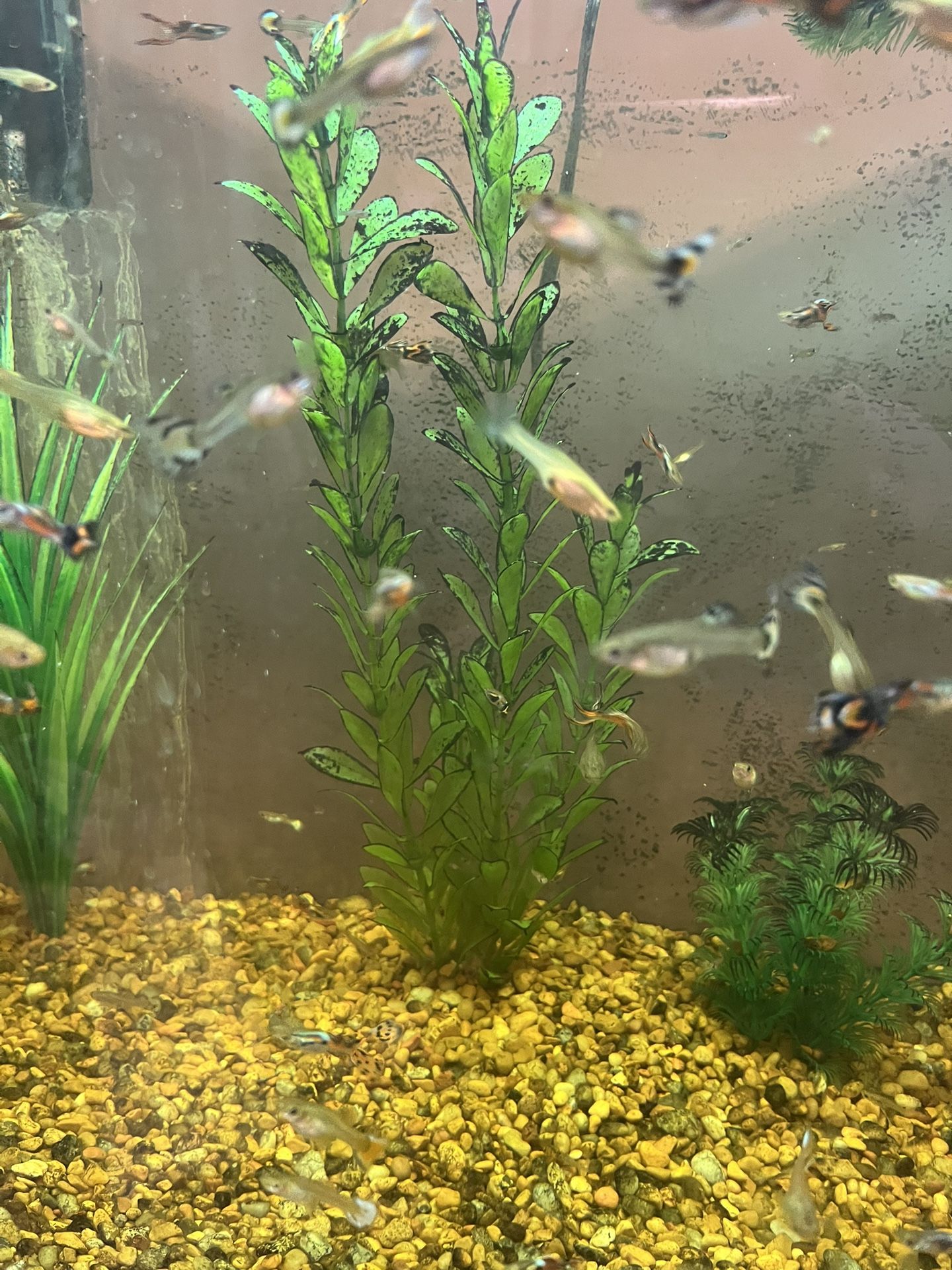 30 Gallon Aquarium