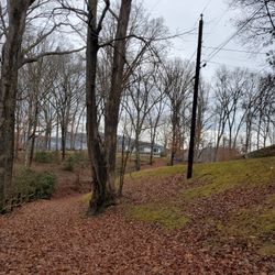 BIG OAK  TREE FOR SALE / WAYNESVILLE  NC