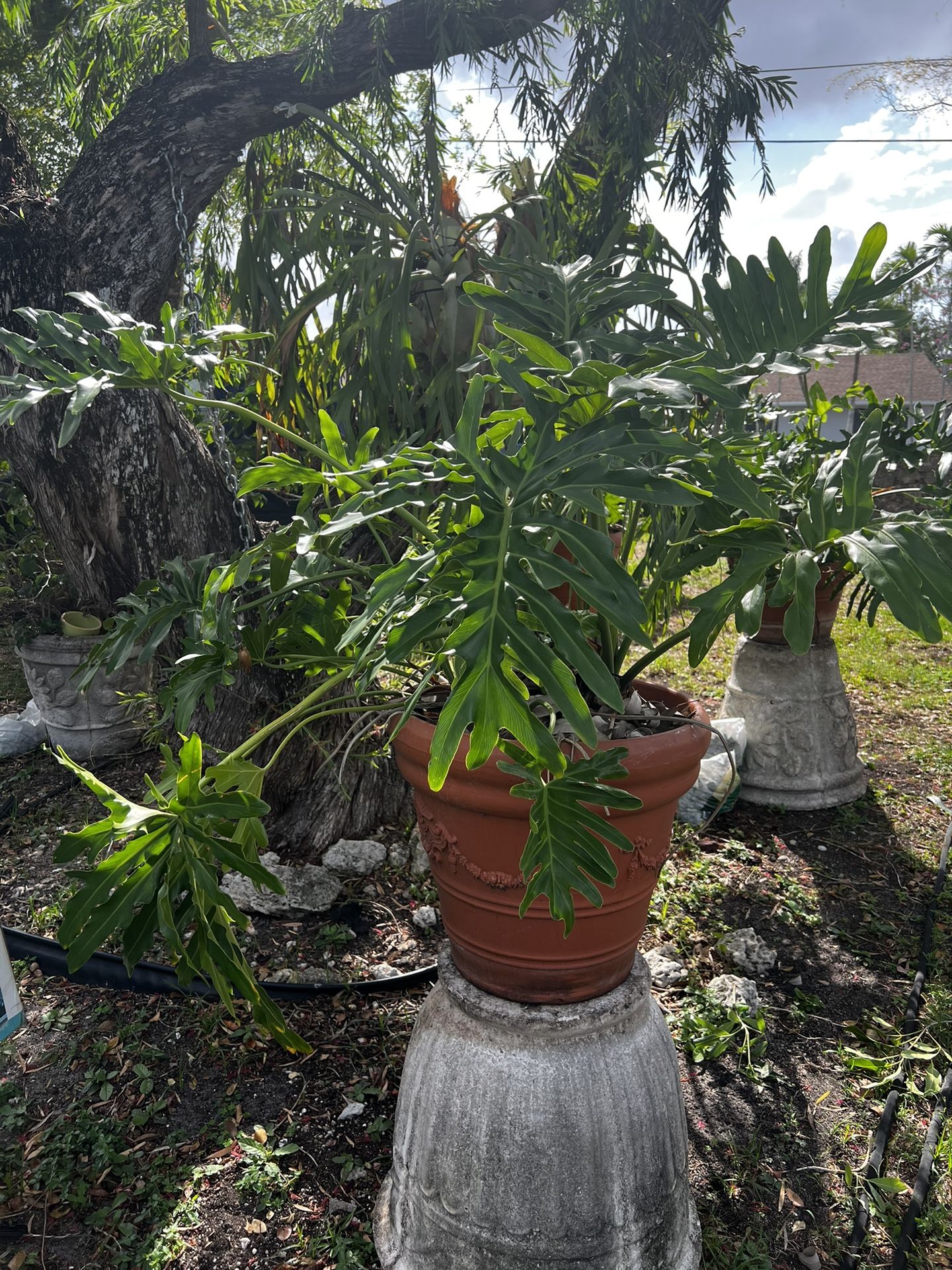 Philodendron split leaf plant. 3 available