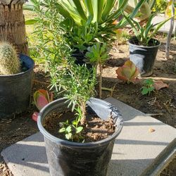 Rosemary Plant 