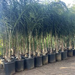 15 Gallon Size- Queen Palm Trees- Approximately 6-8 Feet Tall 