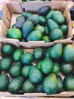 Homegrown Organic Avocados