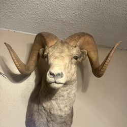 Taxidermy Bighorn Sheep