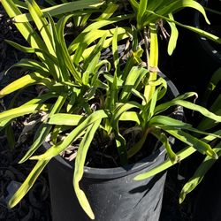 Lily Of The Nile / Agapantha Plant
