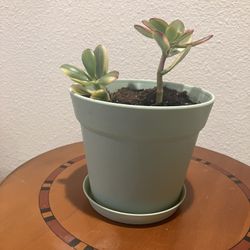 Crassula Obliqua In Mess Free Pot