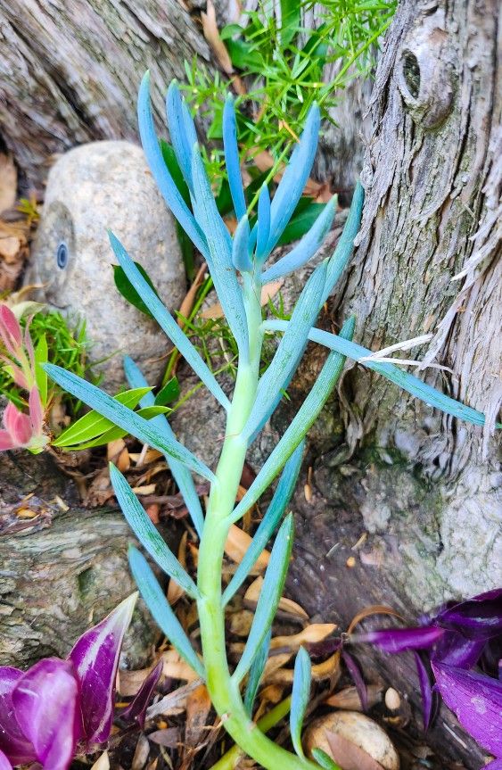 Blue Chalk Sticks Succulents ππΏ