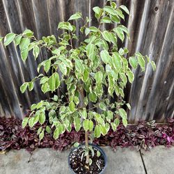 Large, Live Ficus benjamina ‘Golden King’ Weeping Fig - multiple plants available
