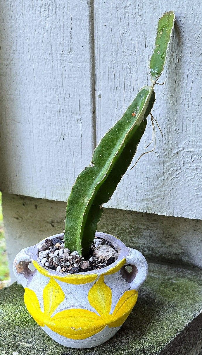 Potted Dragon Fruit Cactus