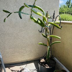 Dragon Fruit Plant 