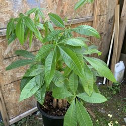 Indoor Money tree
