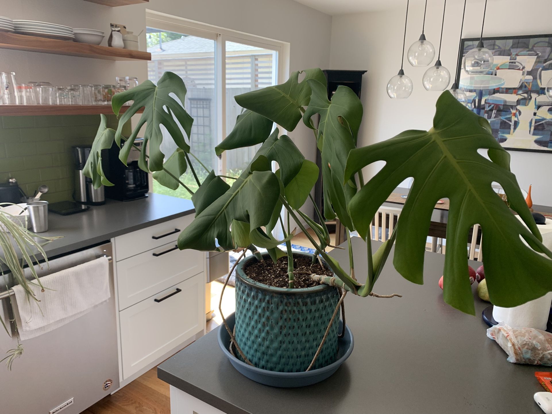 Monstera Plant with Ceramic Pot