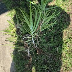 Aloe Vera Plants