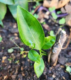 💯 Organic Baby Mexican Key Lime Plant