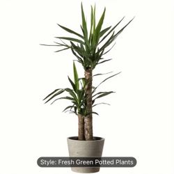 Plants Photo Sticker, $3 Great For Office , Home