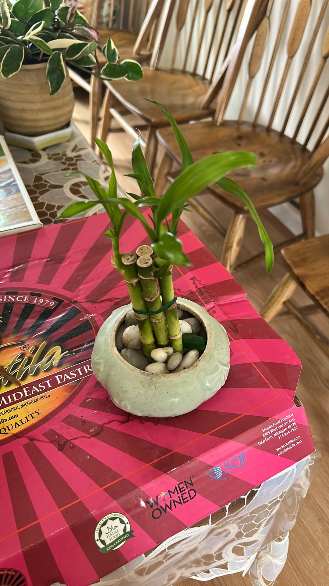Lucky Bamboo Plant