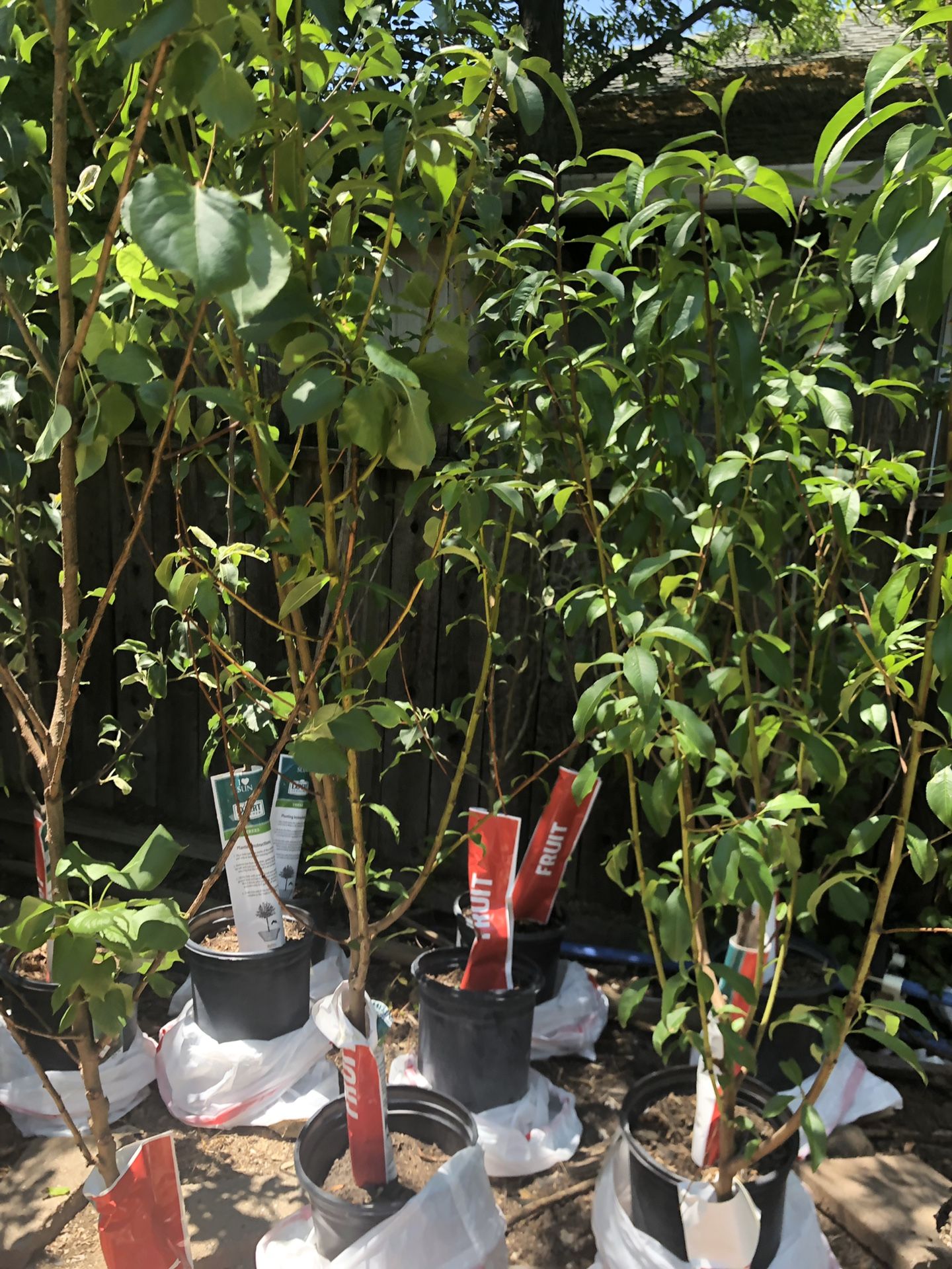 Fruit trees