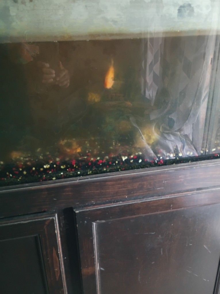 75-in Fish Tank
