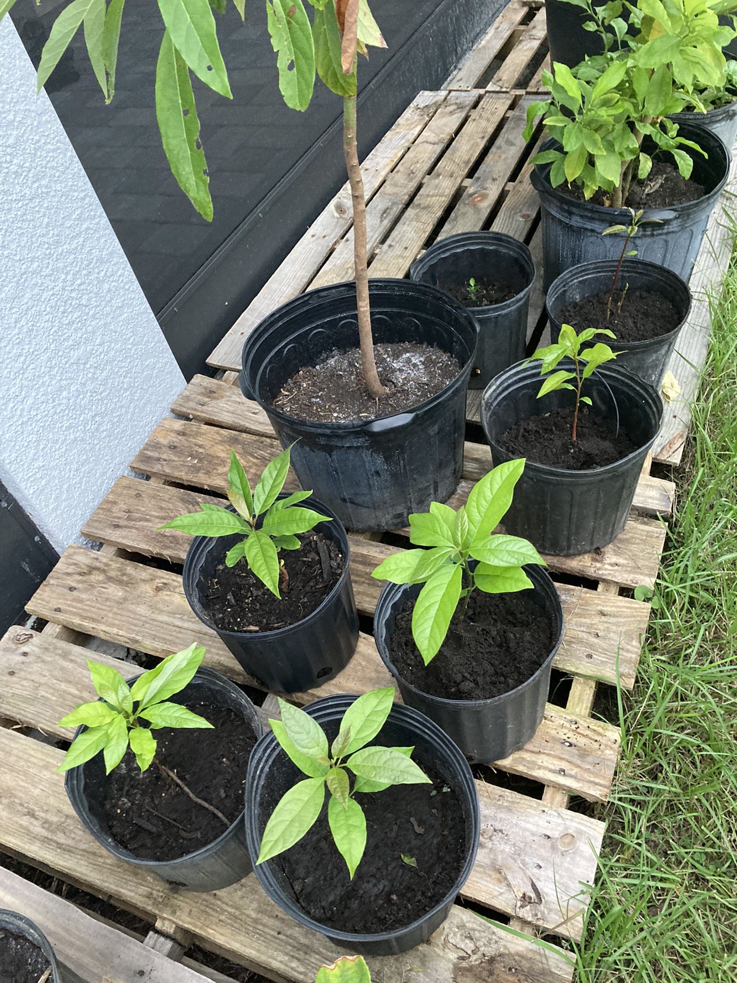 Avocado 🥑 Plants